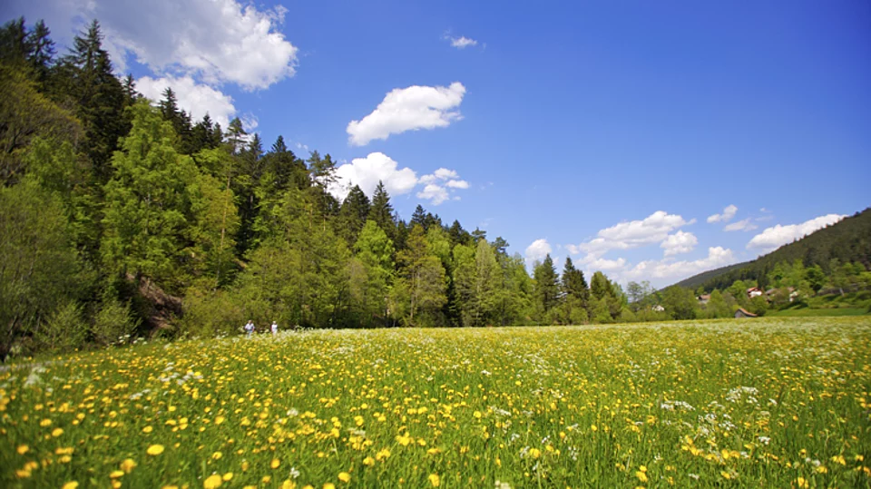 Sommerlandschaft im Schwarzwald beim Enztalhotel im Enztklösterle