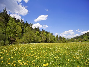 Sommerlandschaft im Schwarzwald beim Enztalhotel im Enztklösterle