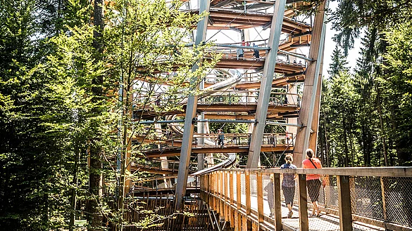 Baumwipfelpfad im Schwarzwald im Sommer