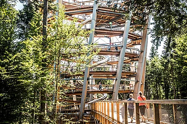 Baumwipfelpfad im Schwarzwald im Sommer