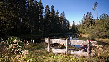 Paysage d'été en Forêt-Noire près de l'Enztalhotel