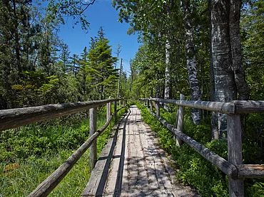 Holzsteg beim Wildsee im nördlichen Schwarzwald