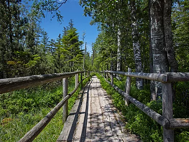 Holzsteg beim Wildsee im nördlichen Schwarzwald
