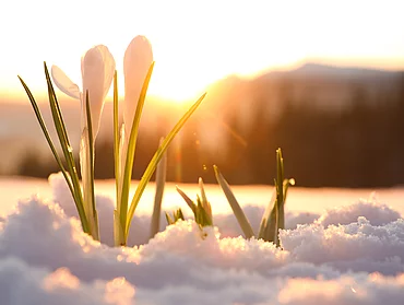 Beautiful crocuses growing through snow. First spring flowers