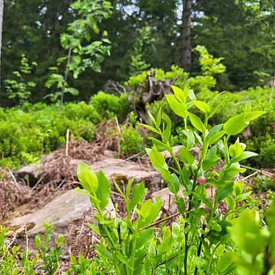 Kulinarischer Spaziergang im Enztal. Es warten wieder gute Unterhaltung mit leckerem Essen und tollen Weinen. #nördlicherschwarzwald #enztalhotel #enzklösterle #nature #wandernmachtglücklich