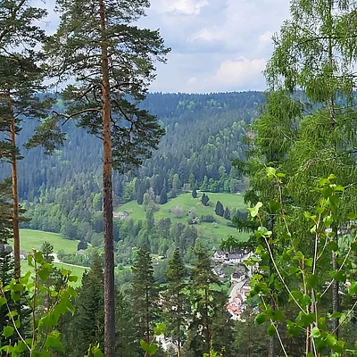 Kulinarischer Spaziergang im Enztal. Es warten wieder gute Unterhaltung mit leckerem Essen und tollen Weinen. #nördlicherschwarzwald #enztalhotel #enzklösterle #nature #wandernmachtglücklich